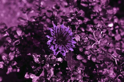 uv-after