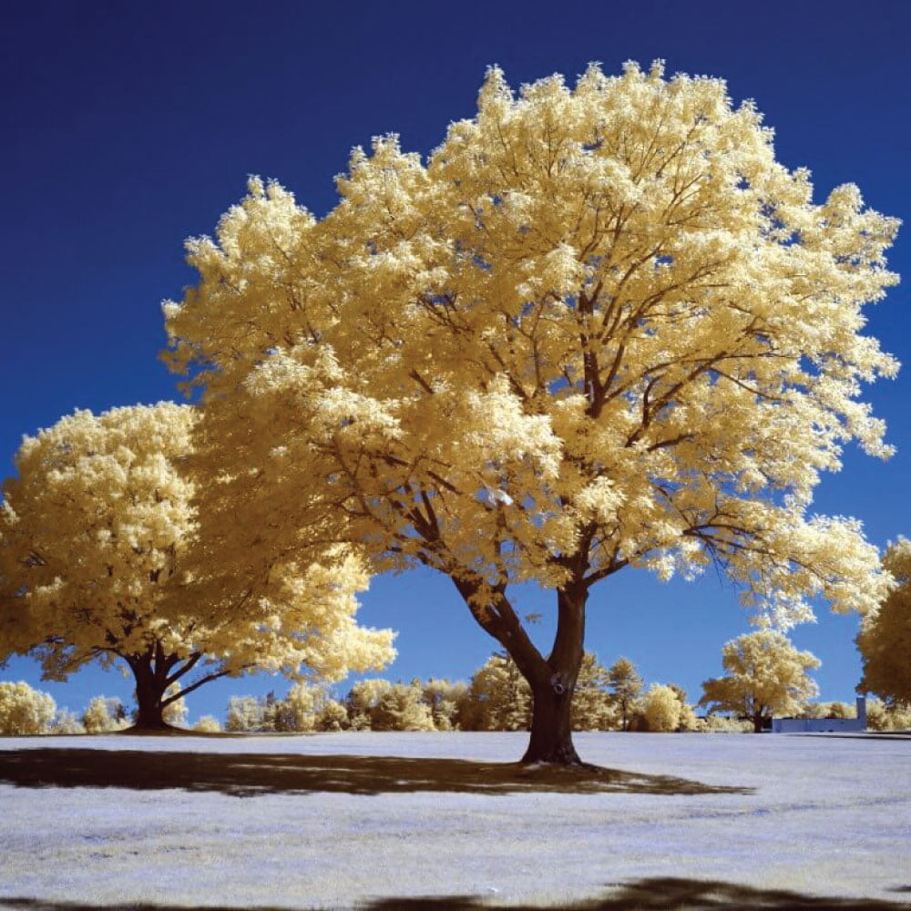 590nm-infrared-clipin