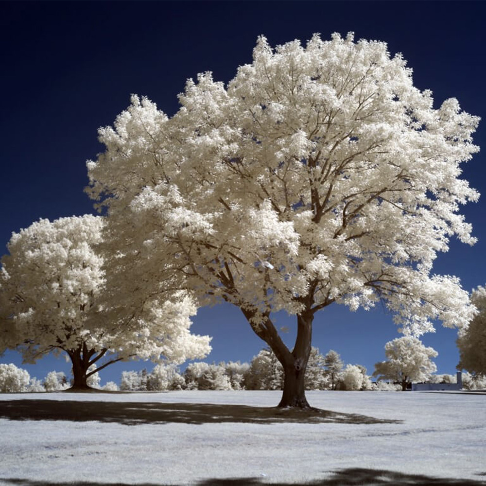 665nm-infrared-clipin