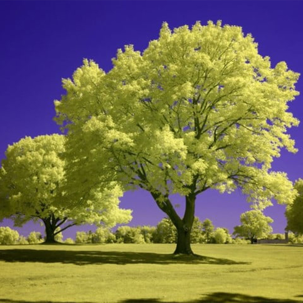 blueir-infrared-clipin