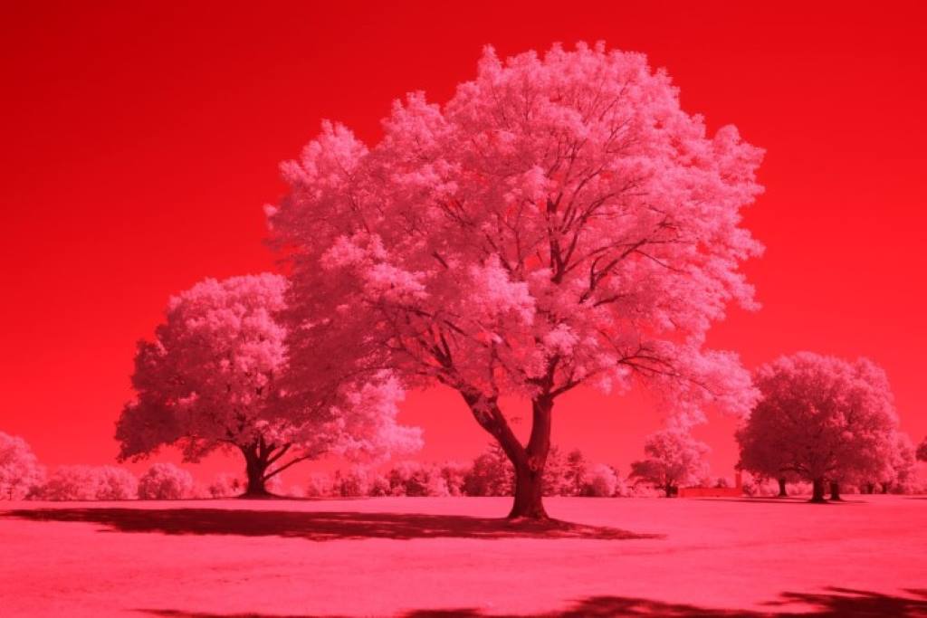 590 Infrared Conversion Filter (Auto White Balance)