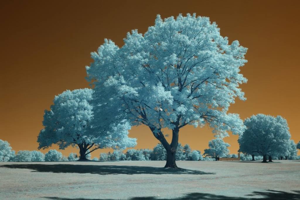 590 Infrared Conversion Filter (custom white balance)