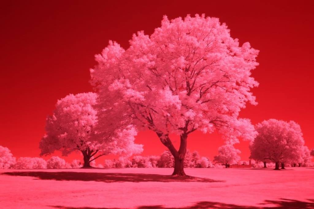 665 Infrared Conversion Filter (Auto White Balance)