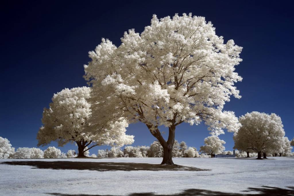 665 Infrared Conversion Filter (Channel Swapped)