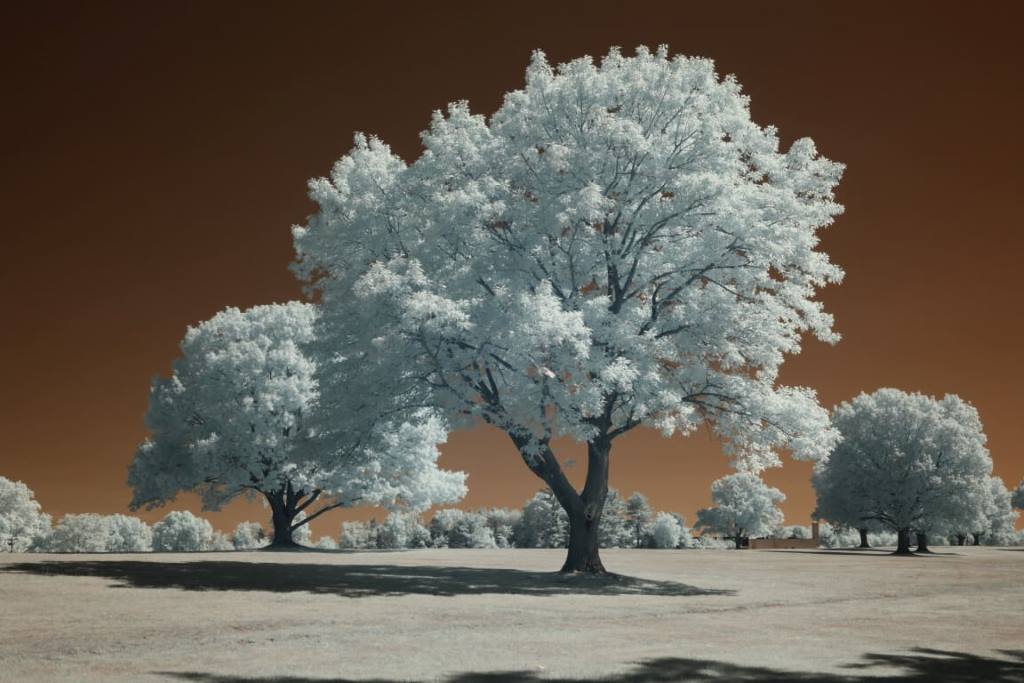 665 Infrared Conversion Filter (custom white balance)
