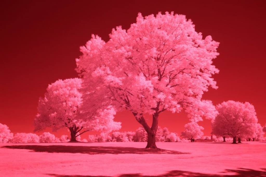 720 Infrared Conversion Filter (Auto White Balance)
