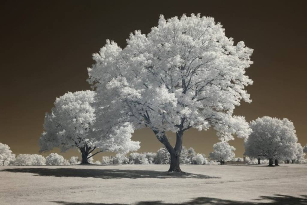720 Infrared Conversion Filter (custom white balance)