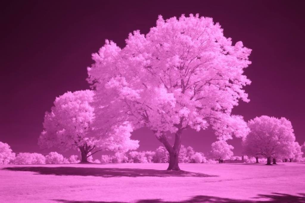 850 Infrared Conversion Filter (Auto White Balance)