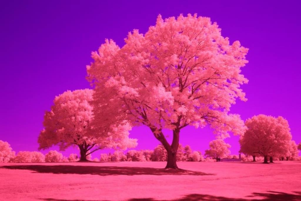 Blue IR Infrared Conversion Filter (Auto White Balance)