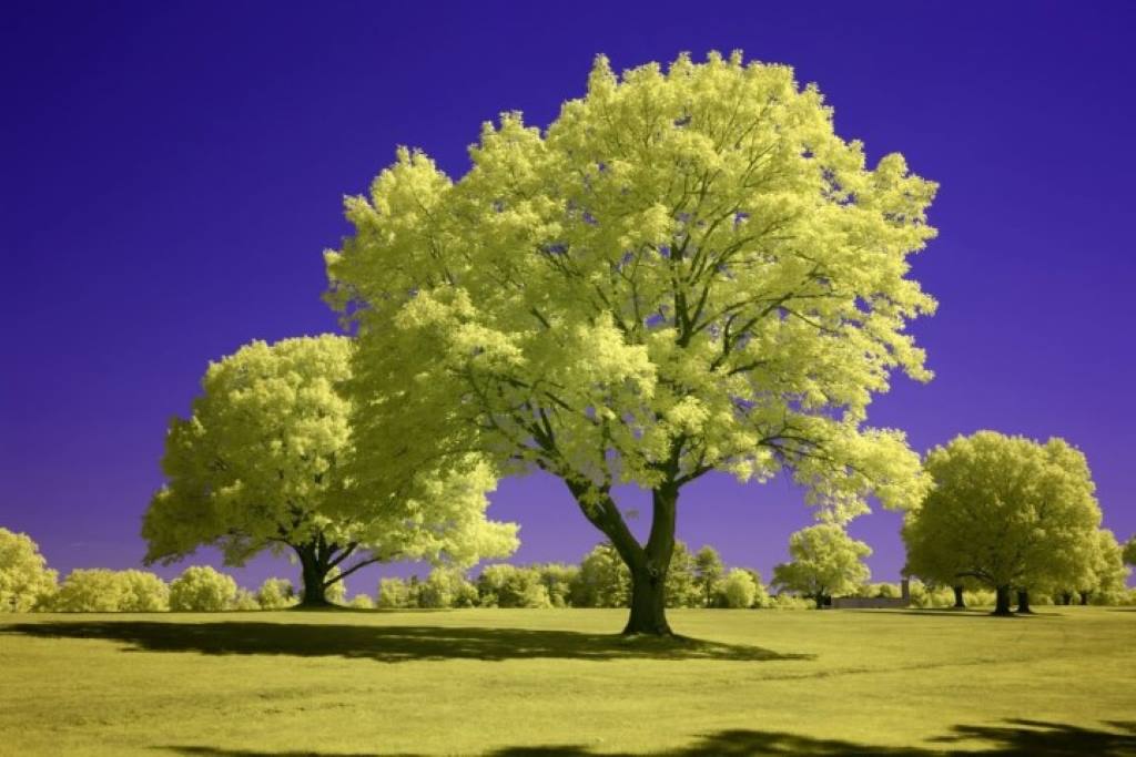 Blue IR Infrared Conversion Filter (custom white balance)