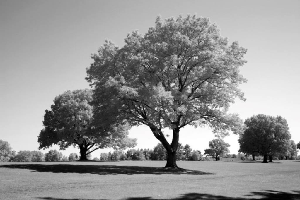 Full Spectrum BW