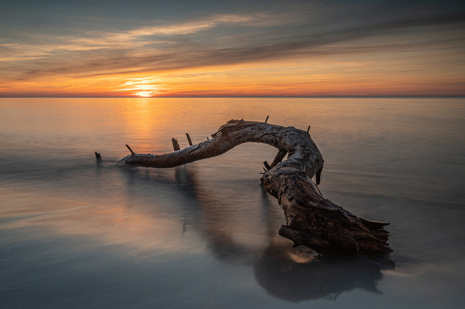 Image name: Tree Trunk, Author name: Yohan Raintung