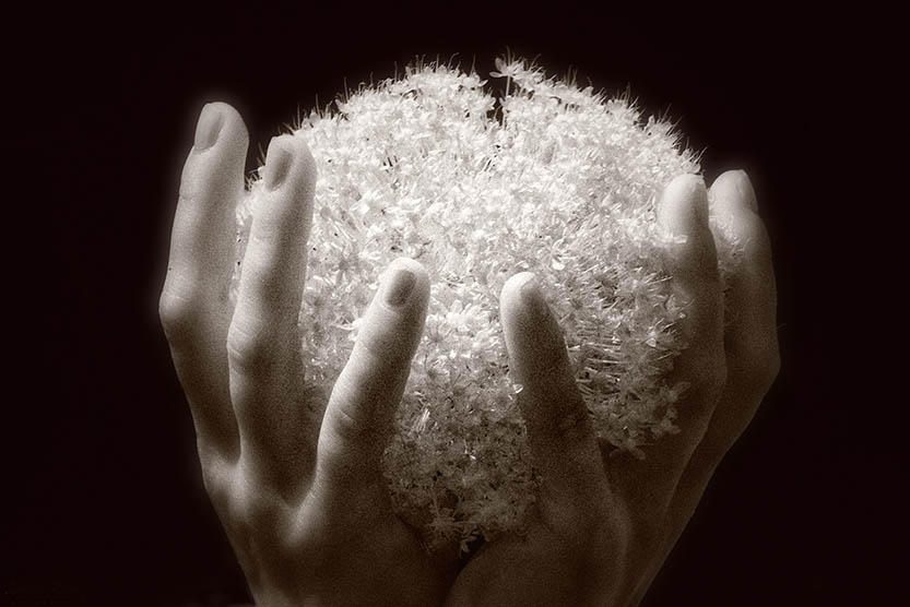 Allium-Infrared-Image-by-Laurie-Klein