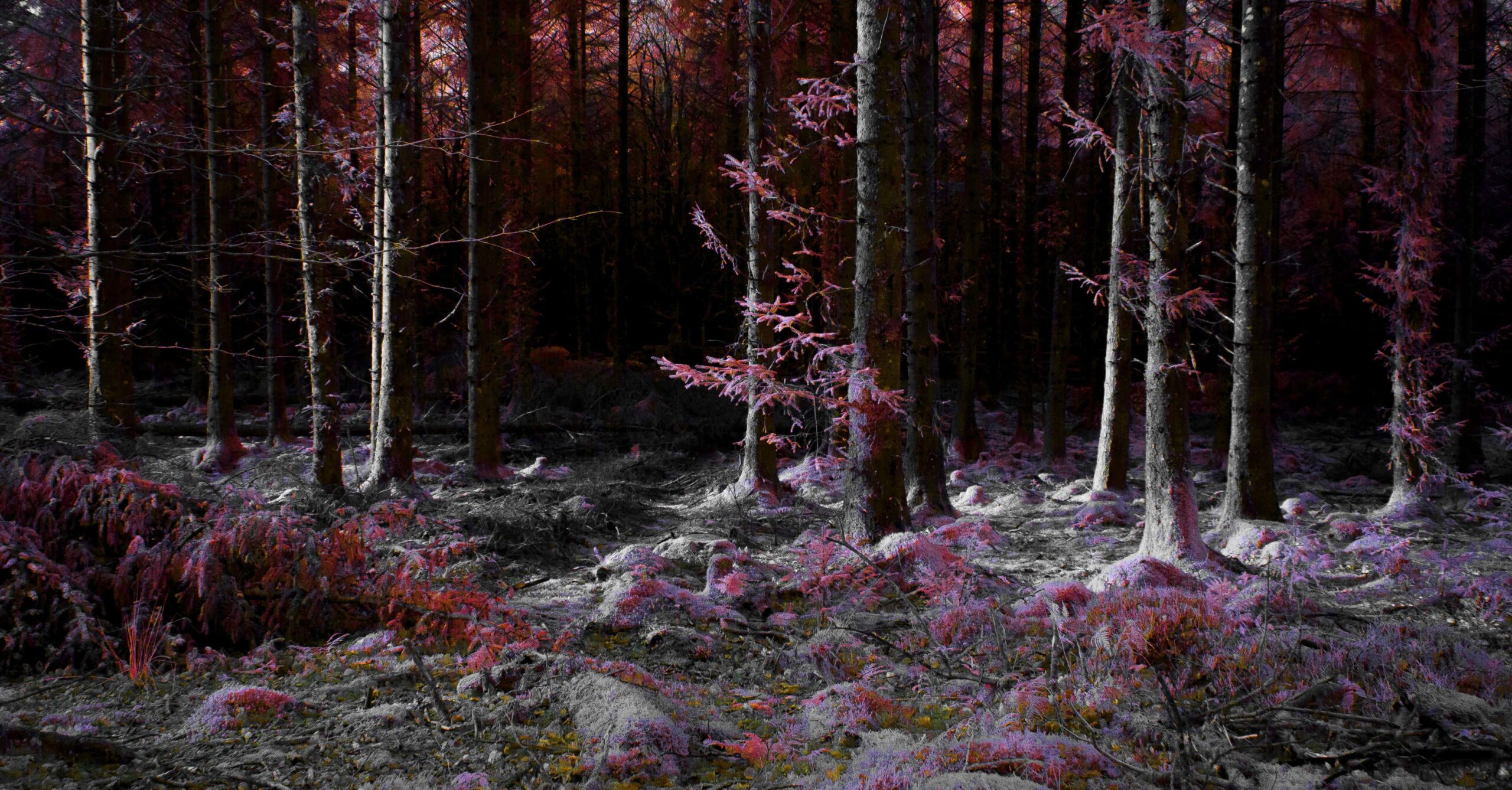 3rd Place Into the Trees - Sennen Powell-min
