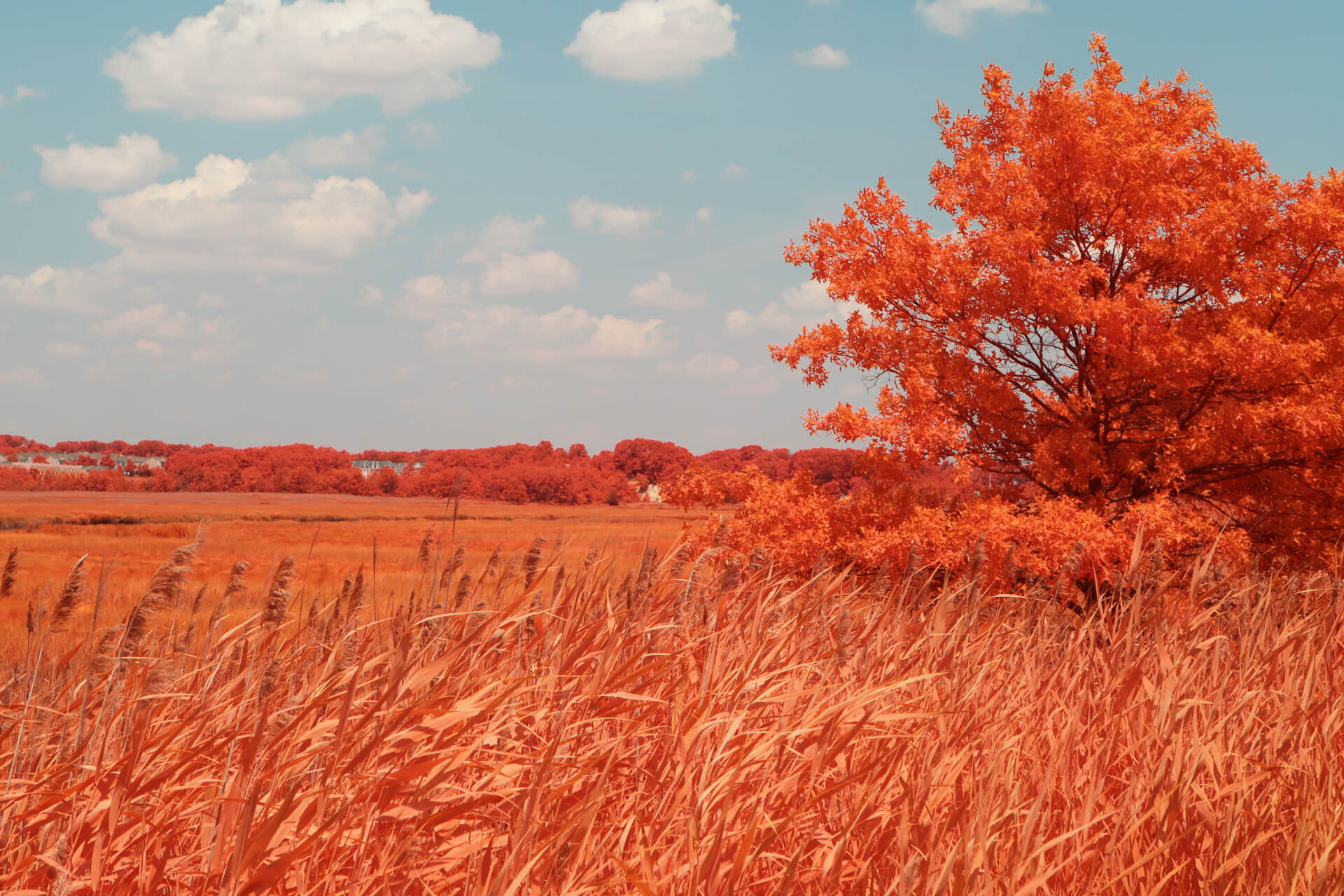 After image  IR Chrome Filter